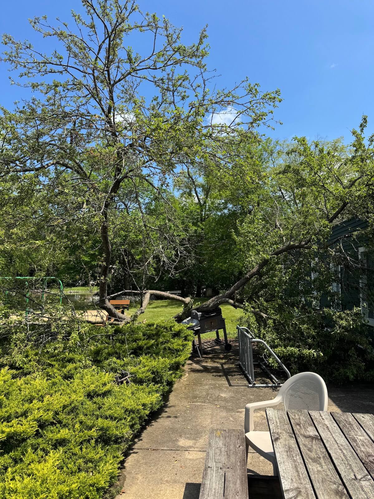 Park tree taken down during last night's storm.