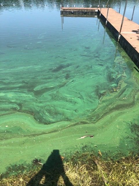 Echo Lake and Algae Blooms